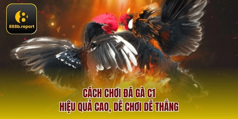 Cách chơi đá gà C1 hiệu quả cao, dễ chơi dễ thắng